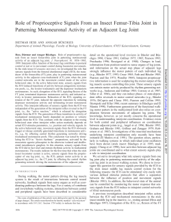 Role of Proprioceptive Signals From an Insect Femur
