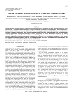 Potential mechanism of sound production in Oreochromis niloticus