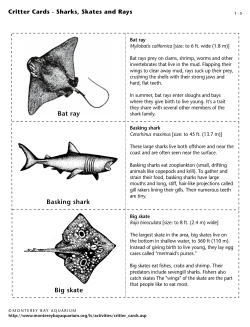 Shark Critter Cards - Monterey Bay Aquarium