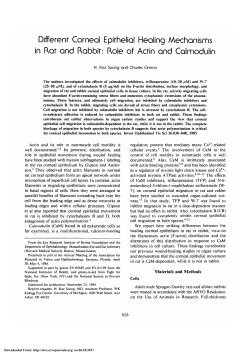 Different corneal epithelial healing mechanisms in rat and