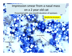 Impression smear from a nasal mass on a 2 year old cat