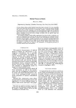 Skeletal Tissues in Sharks The general characteristics of skeletal