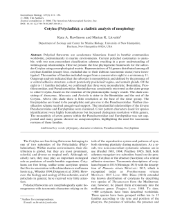 Cotylea (Polycladida): a cladistic analysis of morphology
