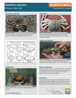 Eriocheir sinensis Invasive to Maine