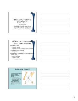 SKELETAL TISSUES CHAPTER 7 INTRODUCTION TO THE