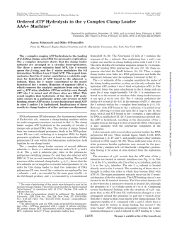 Ordered ATP Hydrolysis in the &gamma; Complex Clamp Loader AAA+