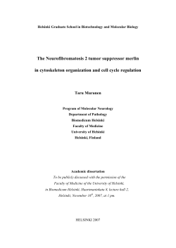 The Neurofibromatosis 2 tumor suppressor merlin in cytoskeleton