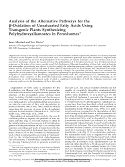 Analysis of the Alternative Pathways for the &szlig;
