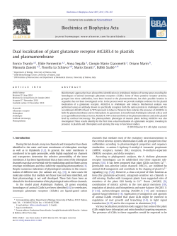 Dual localization of plant glutamate receptor AtGLR3.4 to plastids