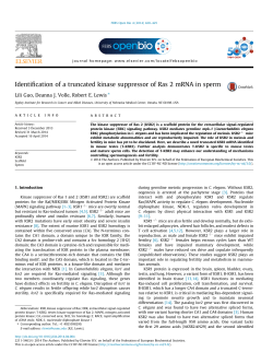 Identification of a truncated kinase suppressor of Ras 2 mRNA in