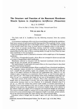 The Structure and Function of the Basement Membrane Muscle
