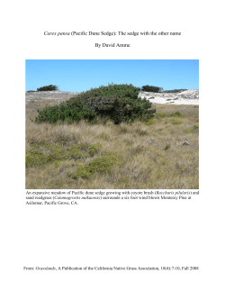 Carex pansa (Pacific Dune Sedge): The sedge with the other name