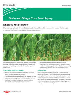 Grain and Silage Corn Frost Injury