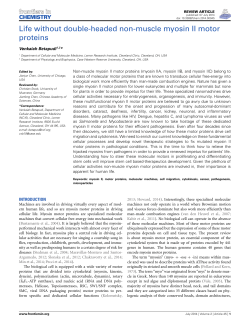 Life without double-headed non-muscle myosin II motor proteins