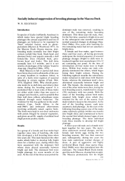 Socially induced suppression of breeding plumage in the