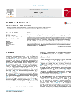 Eukaryotic DNA polymerase &zeta;