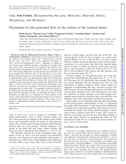 Fluctuation of cilia-generated flow on the surface of the tracheal lumen