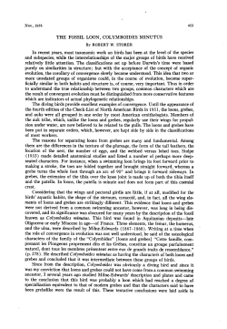 The Fossil Loon, Colymboides minutes