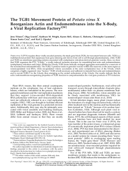 The TGB1 Movement Protein of Potato virus X