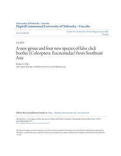 A new genus and four new species of false click beetles (Coleoptera