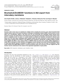 Brachytic2/ZmABCB1 functions in IAA export from intercalary