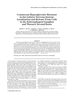 Crustacean hyperglycemic hormone in the lobster nervous system