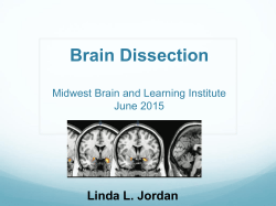 Brain Dissection