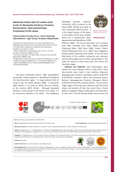 Immature stages and the larval food plant of Nacaduba pactolus