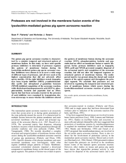 Proteases are not involved in the membrane fusion events of the