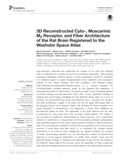 3D Reconstructed Cyto-, Muscarinic M2 Receptor, and Fiber