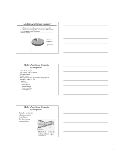 Modern Amphibian Diversity