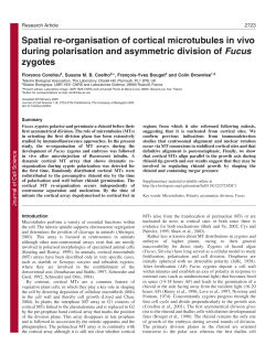 Spatial re-organisation of cortical microtubules in vivo during
