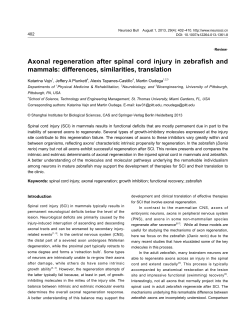 Axonal regeneration after spinal cord injury in zebrafish and