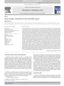 Drug transport mechanism of the AcrB efflux pump