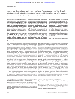 Amoeboid shape change and contact guidance: T