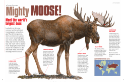 Meet the world`s largest deer.