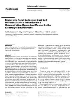 Embryonic Renal Collecting Duct Cell Differentiation Is Influenced in