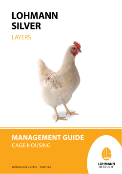 lohmann silver - Lohmann Tierzucht