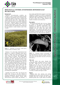 boneseed leaf buckle mite