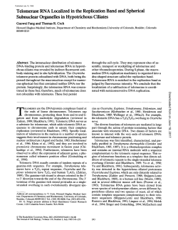 Telomerase RNA Localized in the Replication Band and Spherical