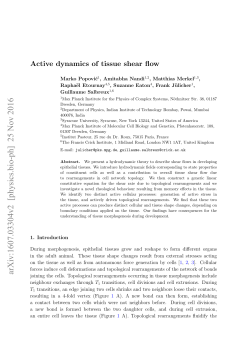 Hydrodynamic theory of tissue shear flow