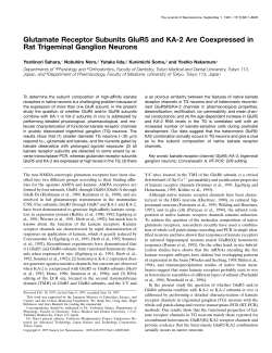 Glutamate Receptor Subunits GluR5 and KA