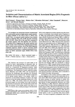 Isolation and Characterization of Matrix Associated Region DNA