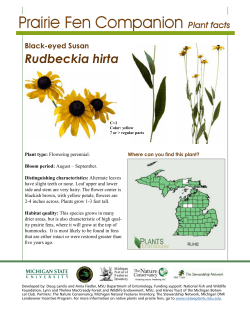 Black-eyed Susan - Canr.msu.edu