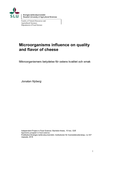 Microorganisms influence on quality and flavor of cheese