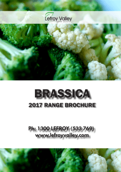 brassica - Lefroy Valley
