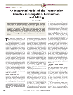An Integrated Model of the Transcription