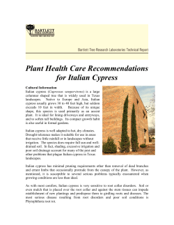 Plant Health Care Recommendations for Italian Cypress