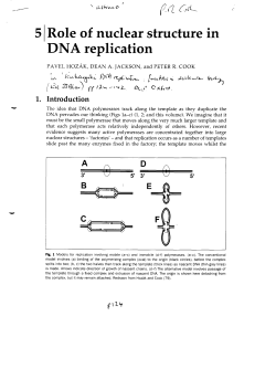 DNA replication