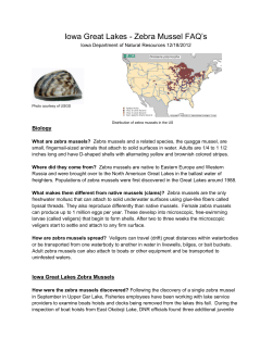 Iowa Great Lakes - Zebra Mussel FAQ`s